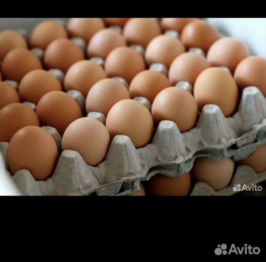 Яйцо куриное оптом с1,с2,со,св