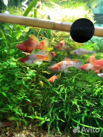 Меченосцы кои и Арлекин