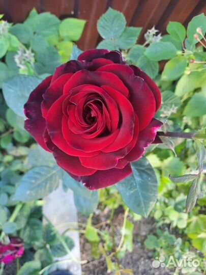 Розы разных сортов