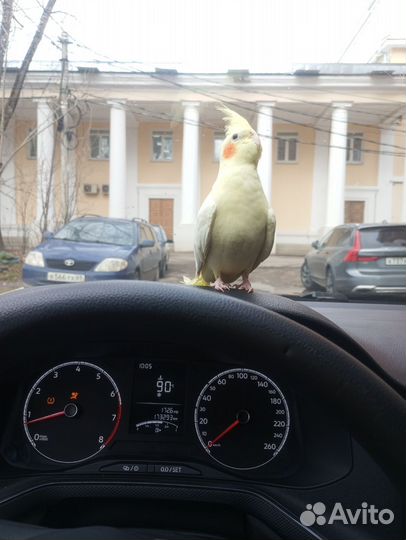 Попугаи корелла, девочка и мальчик, с клеткой и