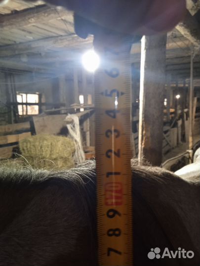 Кобыла орловская