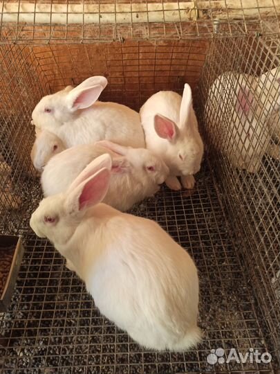 Кролики белый паннон