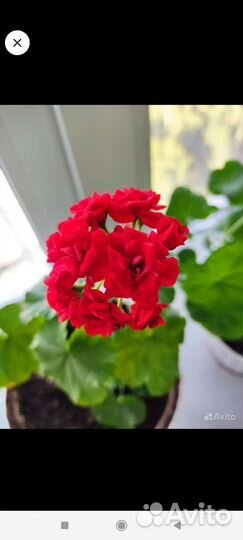 Пеларгония герань