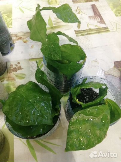 Жасмин Самбак комнатная лиана