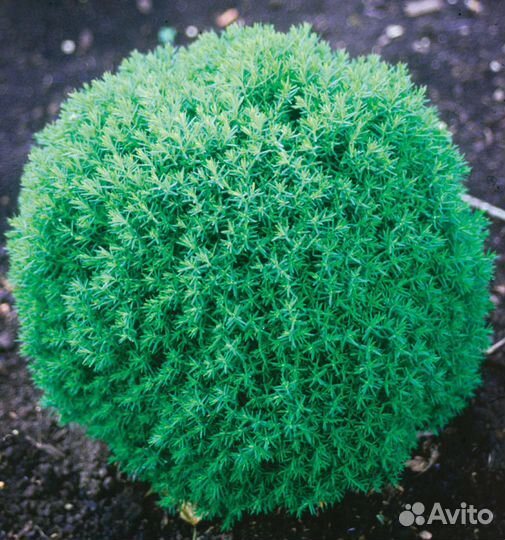 Туя Шаровидная