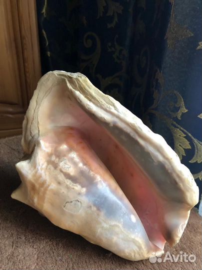 Ракушка морская большая из Кубы