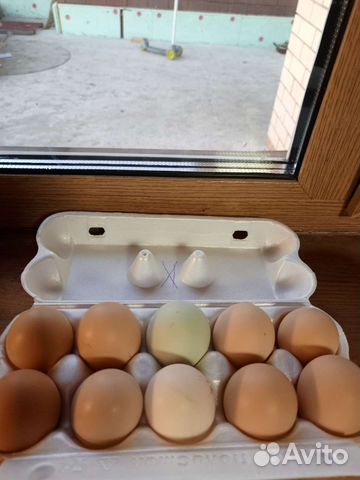 Инкубационный яйцо несушки