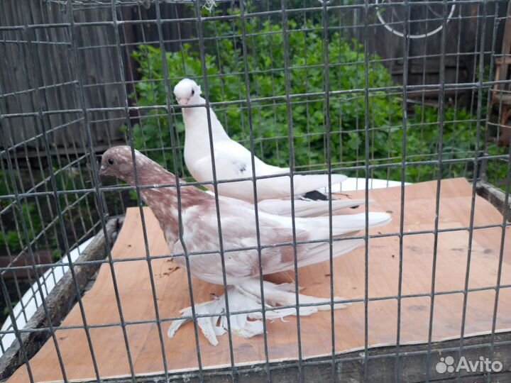 Продажа породистых голубей