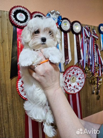 Мальтезе мальчик РКФ