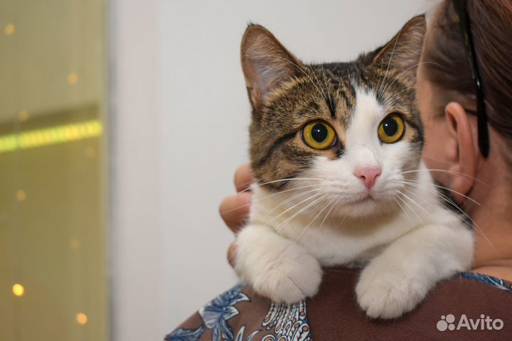 Кошка в добрые руки