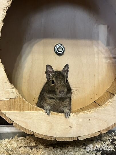 Белки дегу с витриной и клеткой