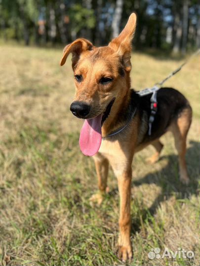 Собака из приюта