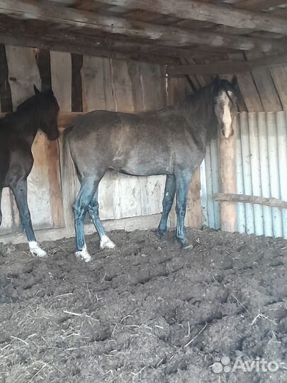 Жеребец орловский рысак