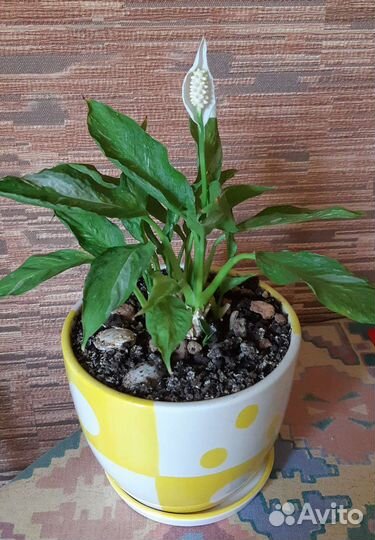 Спатифиллум вариегатный