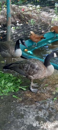 Декоративная птица