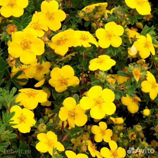 Саженцы лапчатки