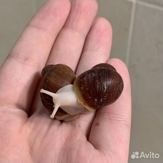 Улитки архахатины разные виды