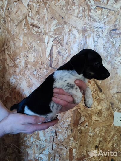 Щенки дорки