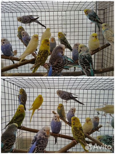 Попугай полуЧехи 2-3 мес