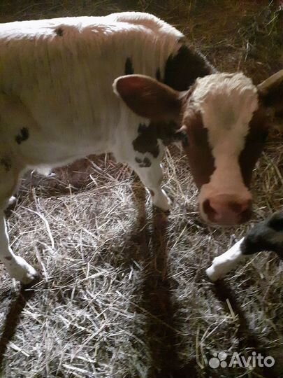 Теленок от высоко удойной коровы