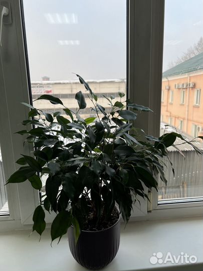 Офисные цветы