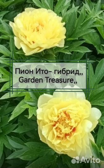 Пионы саженцы корни