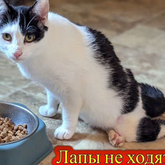 Взрослая, кошка в добрые руки