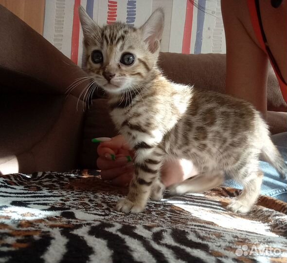 Бенгальская девочка