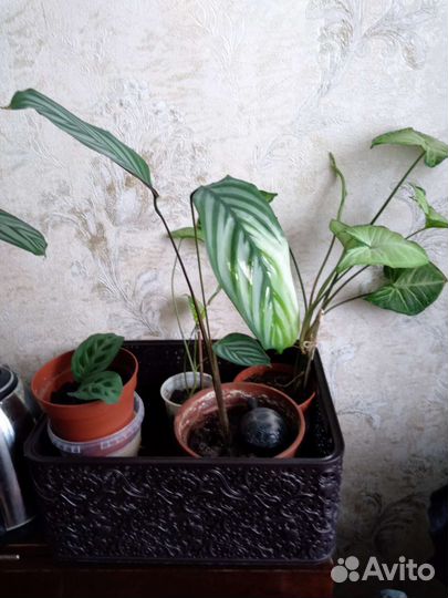 Растения комнатные
