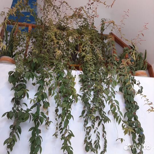 Комнатные цветы