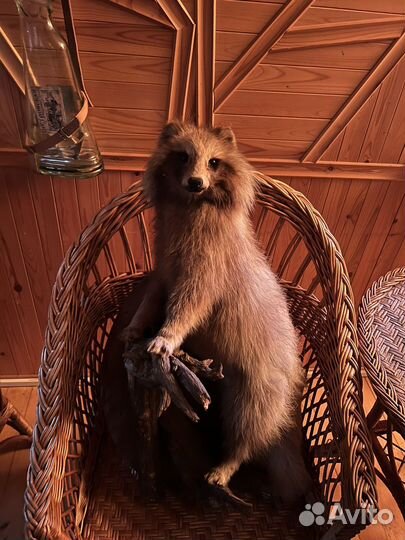 Чучела животных