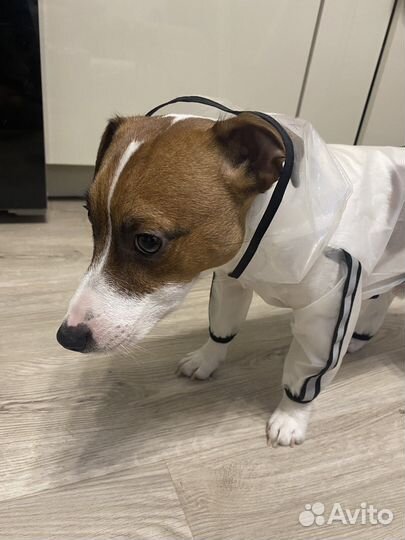 Костюм для собаки