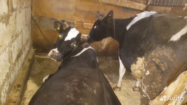 Дойные коровы