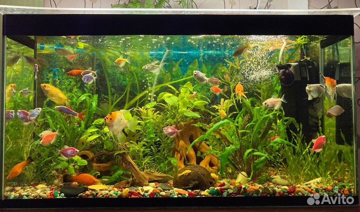 Обслуживание аквариумов