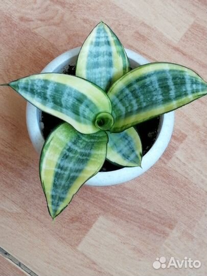 Сансевиерия