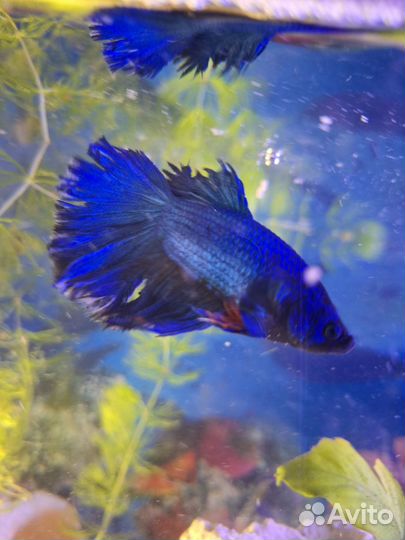 Рыбы Петушки