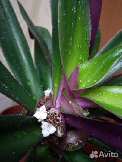 Традесканция