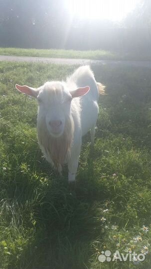 Козел зааненский