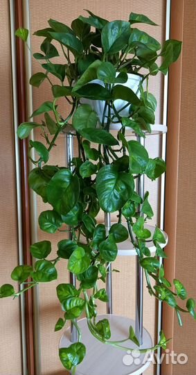 Монстера, эпипремнум,маранта,дримиопсис