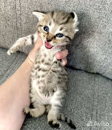 Лапочки котята