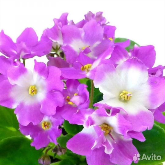 Детки фиалок