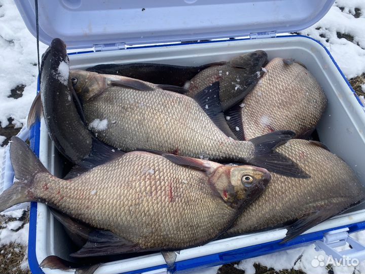 Лещ свежемороженый, вяленая плотва