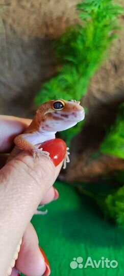 Эублефар TA G-pro