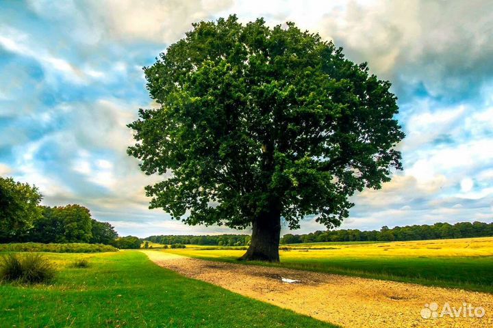 Саженцы березы клена ели сосны рябины папоротник