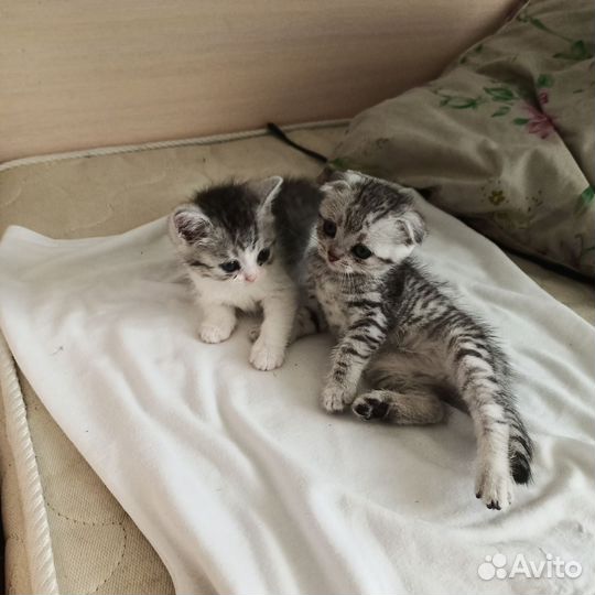Шотландские котята
