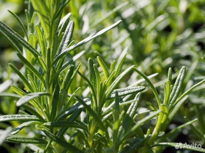 Розмарин (ук.черенки 0,1л)