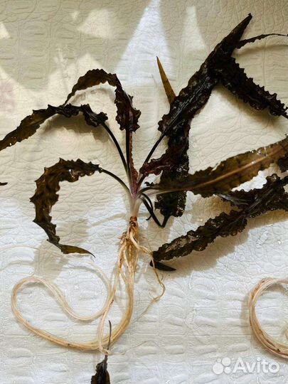 Криптокорина вендта