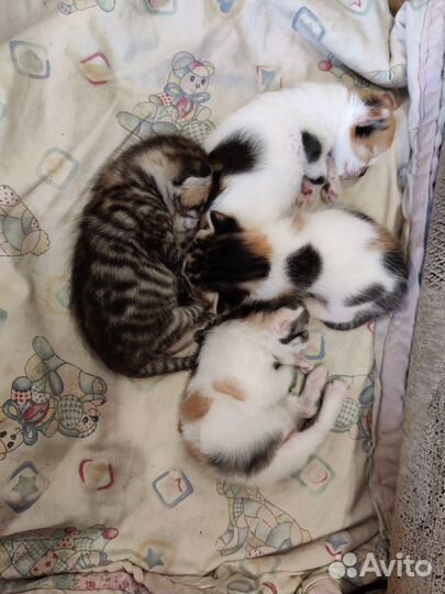 Кошечки в добрые руки