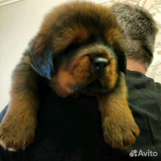Мощный костяк