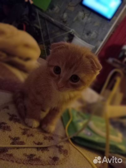 Рыжий котенок вислоухий